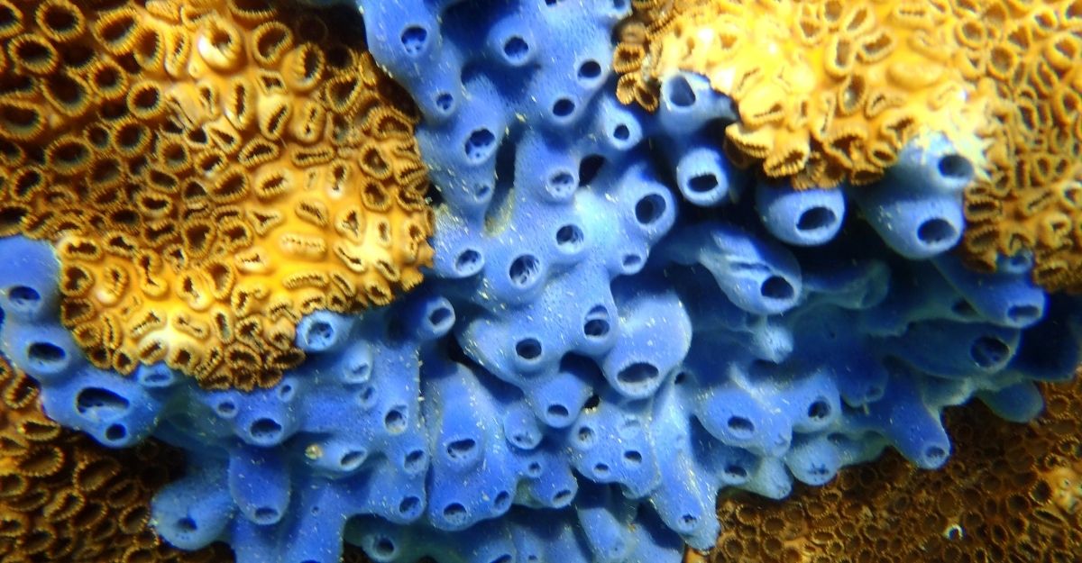 marine invertebrate ocean coral sponges