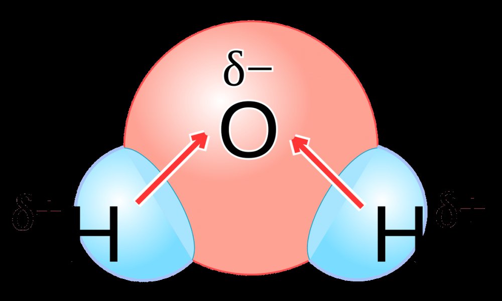 Water molecule (H2O) showing partial positive charges on Hydrogen atoms and a partial negative charge on the Oxygen atom due to polar covalent bonds.