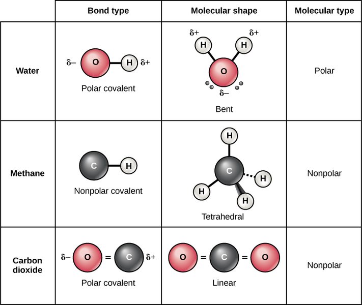 Diagram showing equal electron sharing in diatomic molecules like Hydrogen (H2), Oxygen (O2), and Nitrogen (N2).