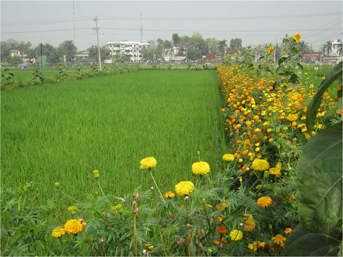 rice field landscape with natural predators