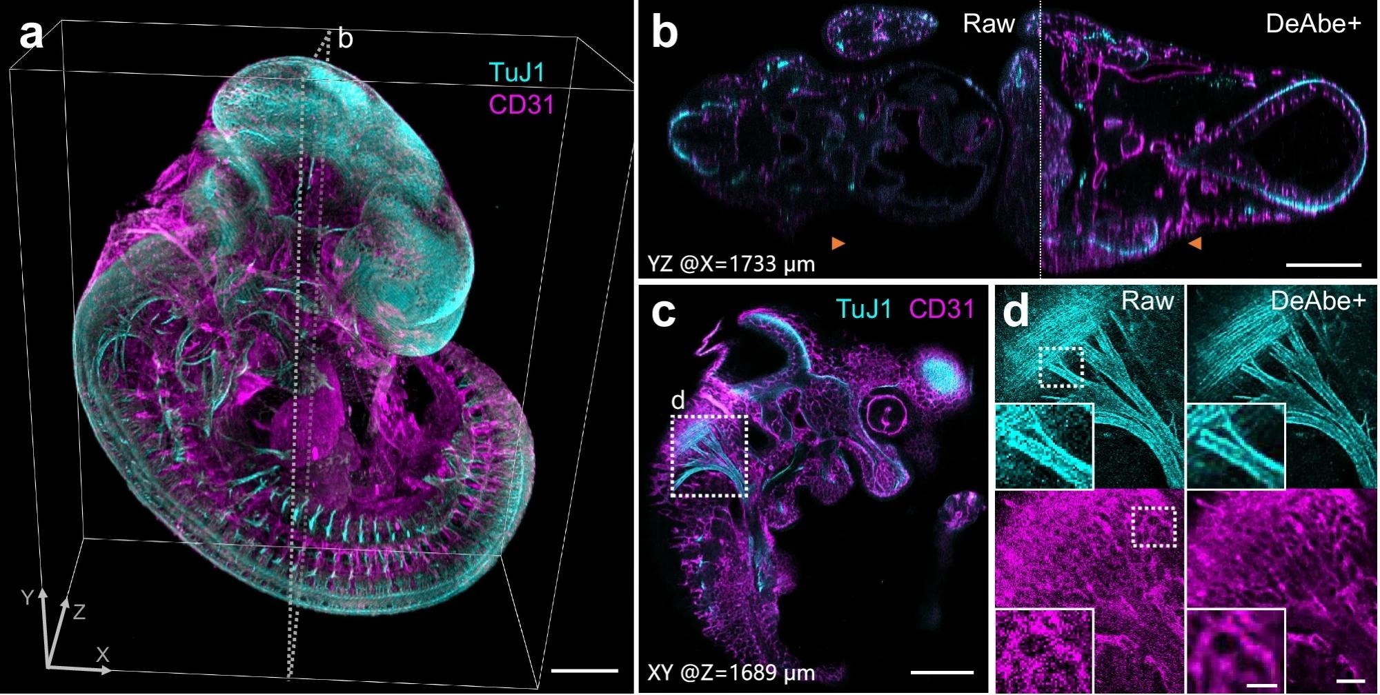 mouse embryo confocal microscopy