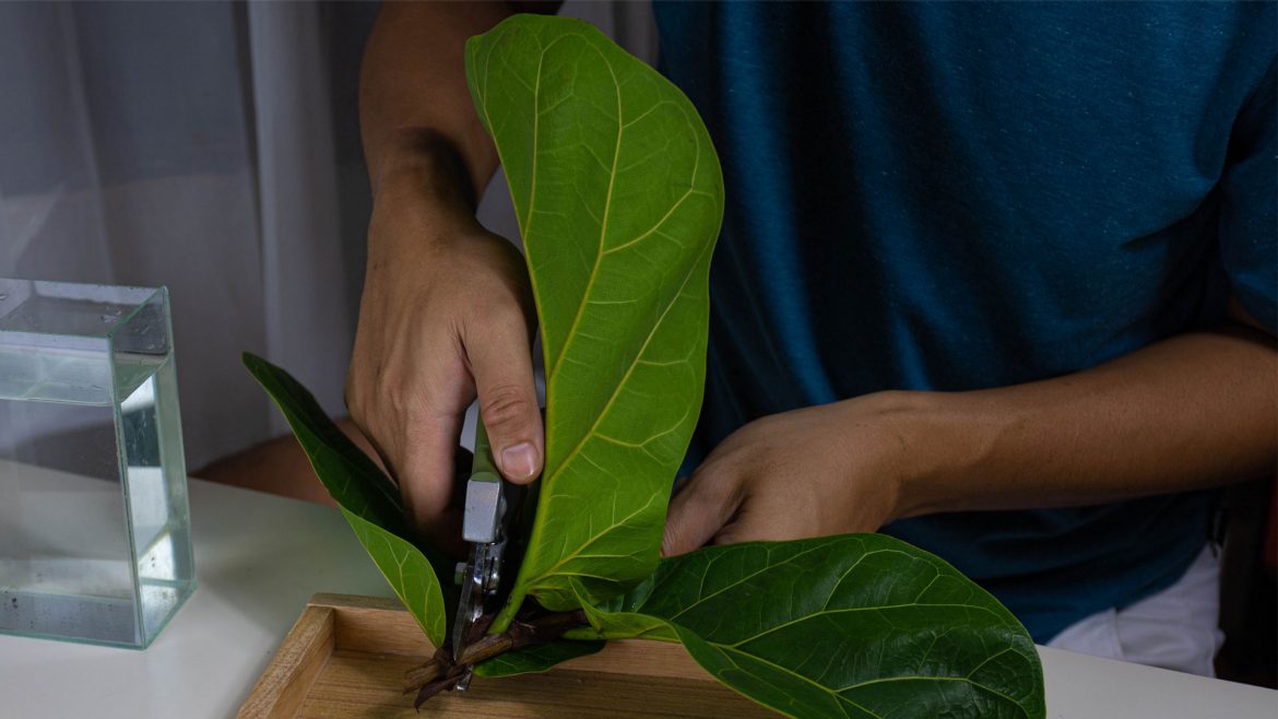 digital network infrastructure, innovation hub, botanical Ficus tree