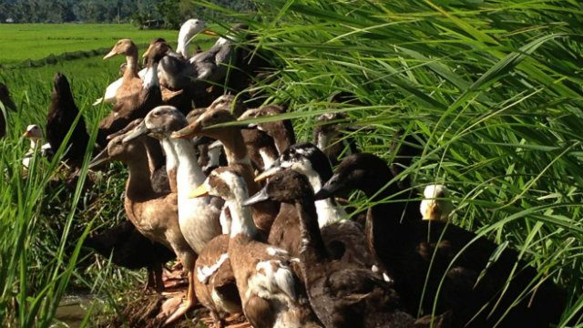 Philippine duck farm field