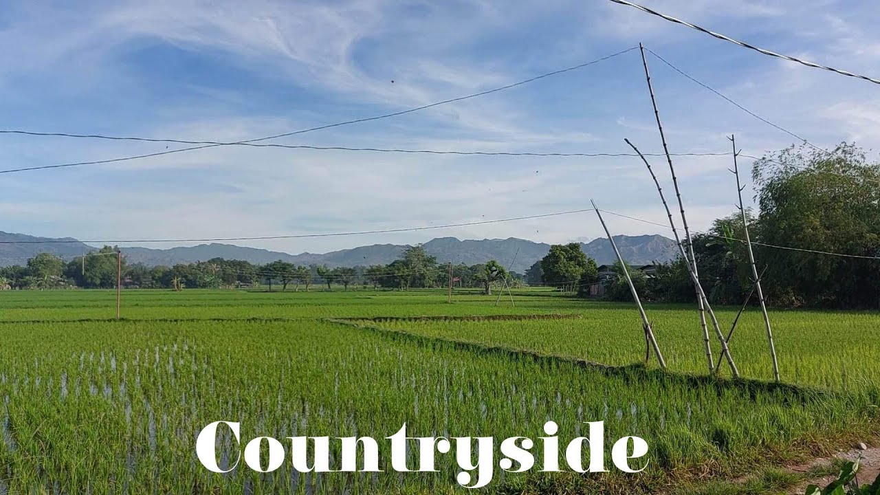Philippine duck farm landscape