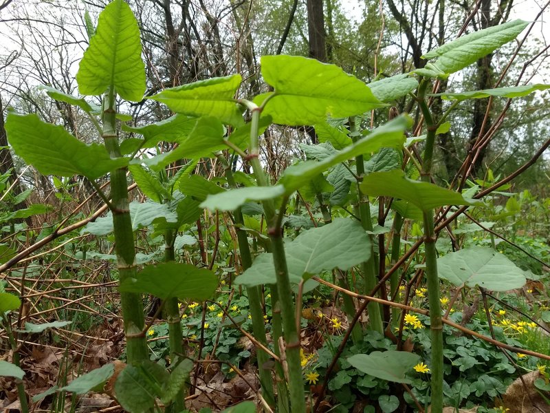 Japanese Knotweed shoots being harvested, highlighting its edible potential.