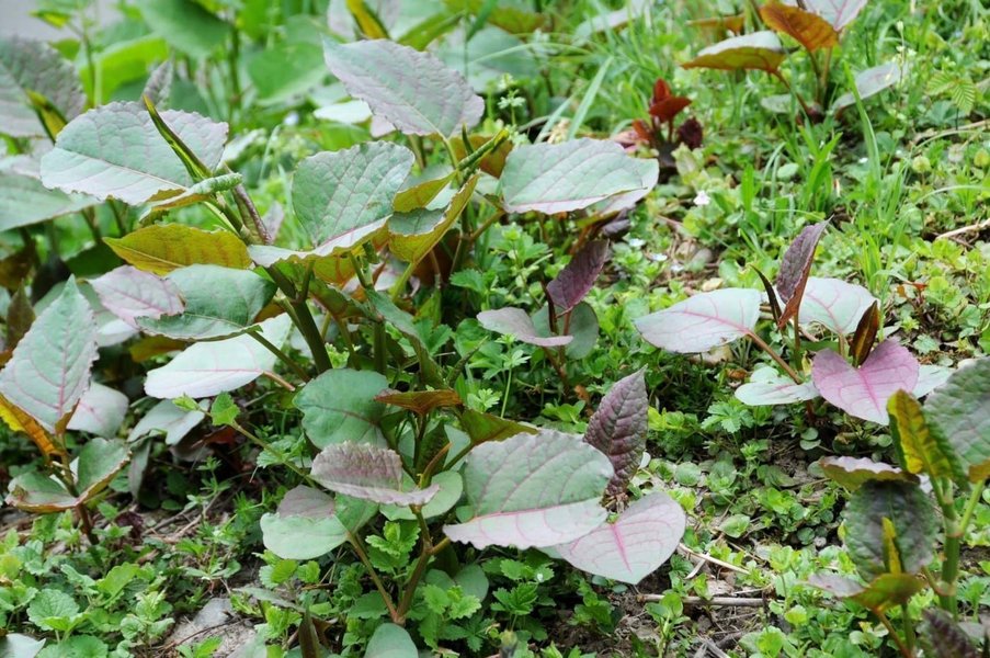 japanese-knotweed-identification-control-rxfrpc7x