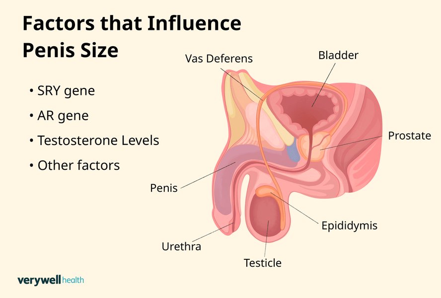Diagram showing factors influencing penis size