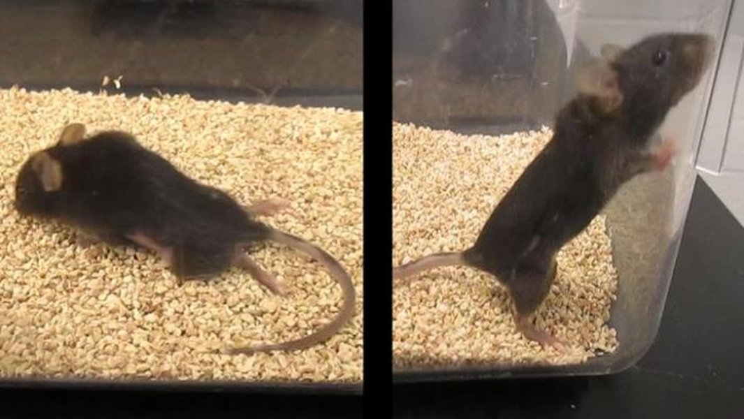 Mouse model for MS research
