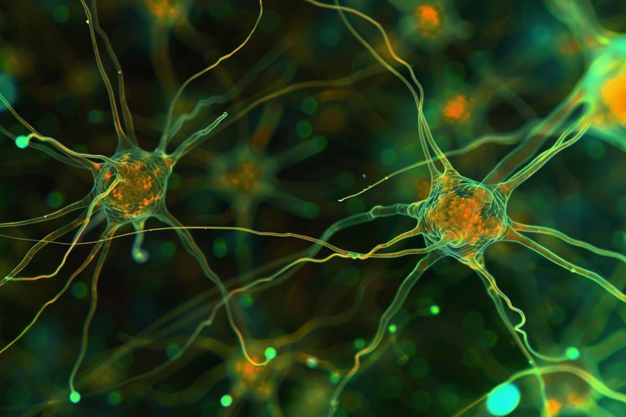 Image of astrocytes in the brain