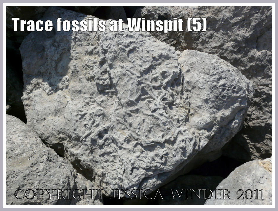 Jurassic coastal outcrop with fossil traces