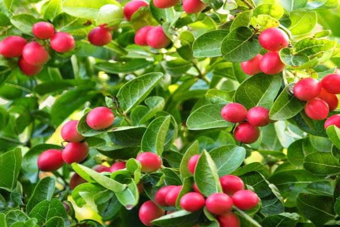 karonda shrub and soil textures