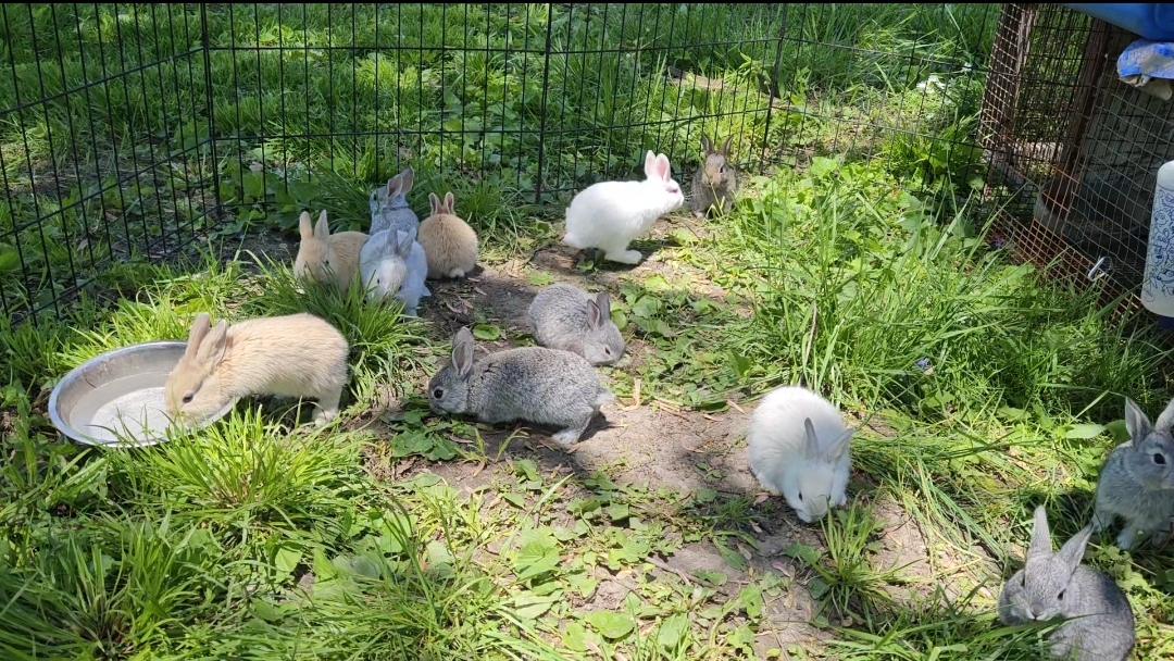 rabbit breeding, healthy rabbits, business scenery