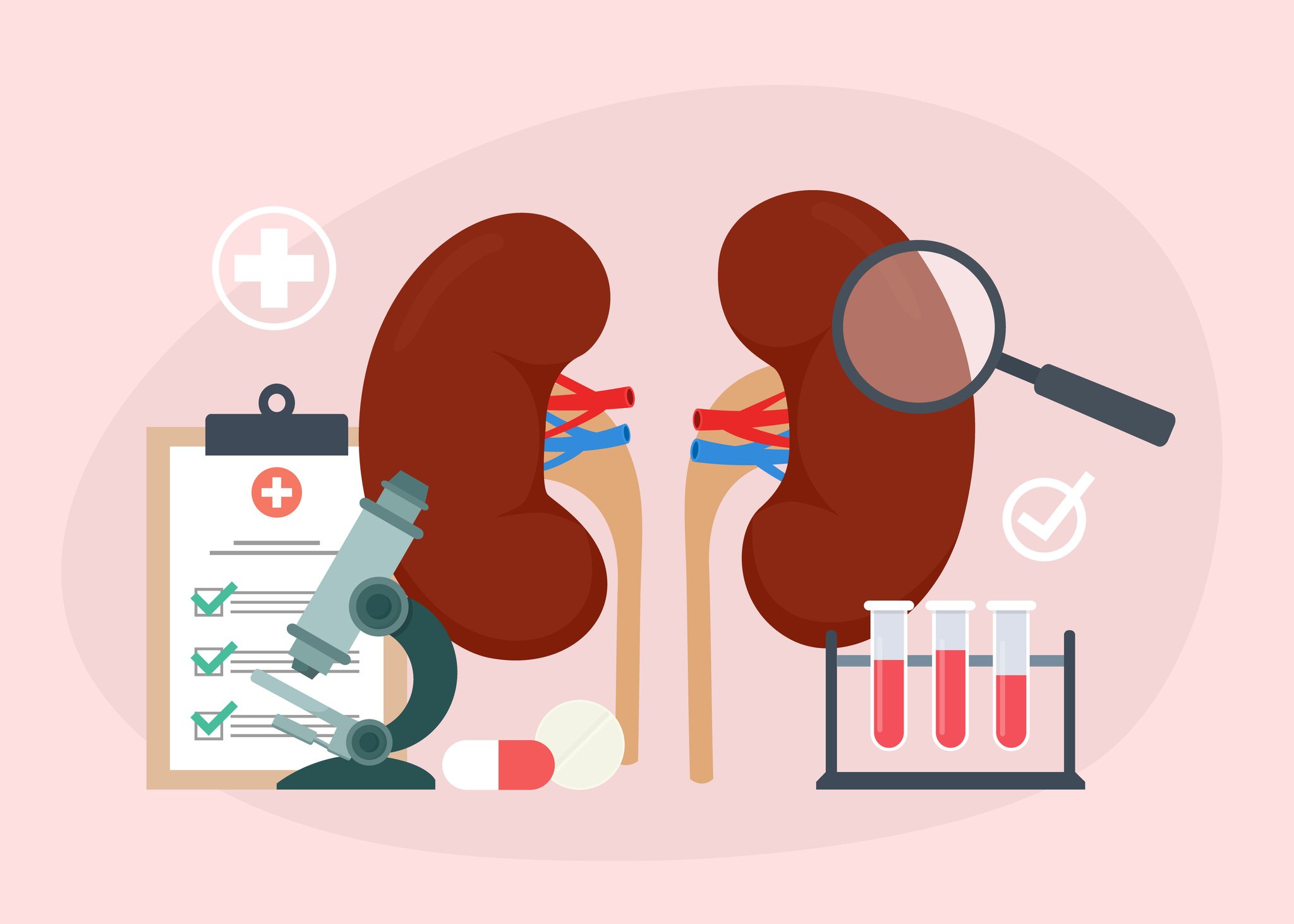 kidney medical equipment and healthy kidney illustration