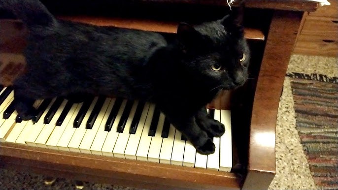 kittens playing jazz instruments
