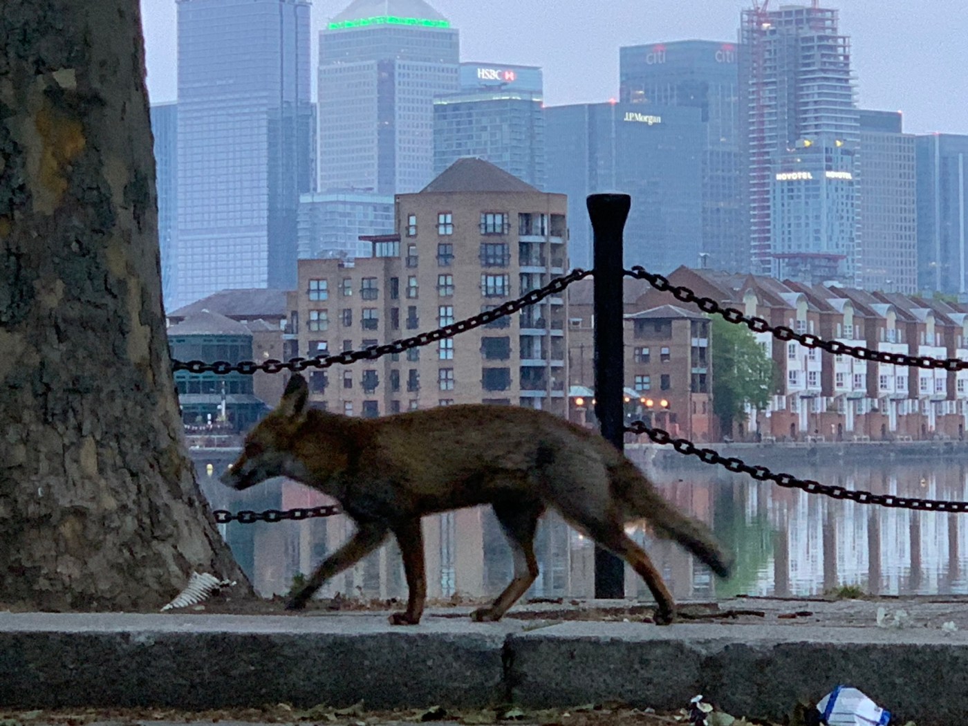 urban wildlife, modern cityscape, nature and animals