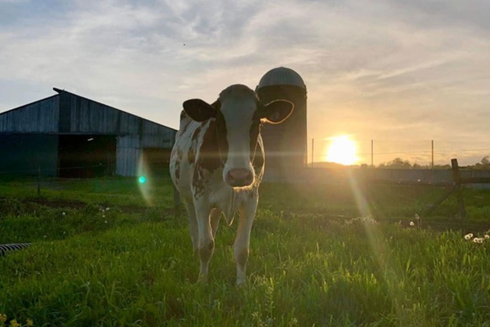 milk dairy farm landscape