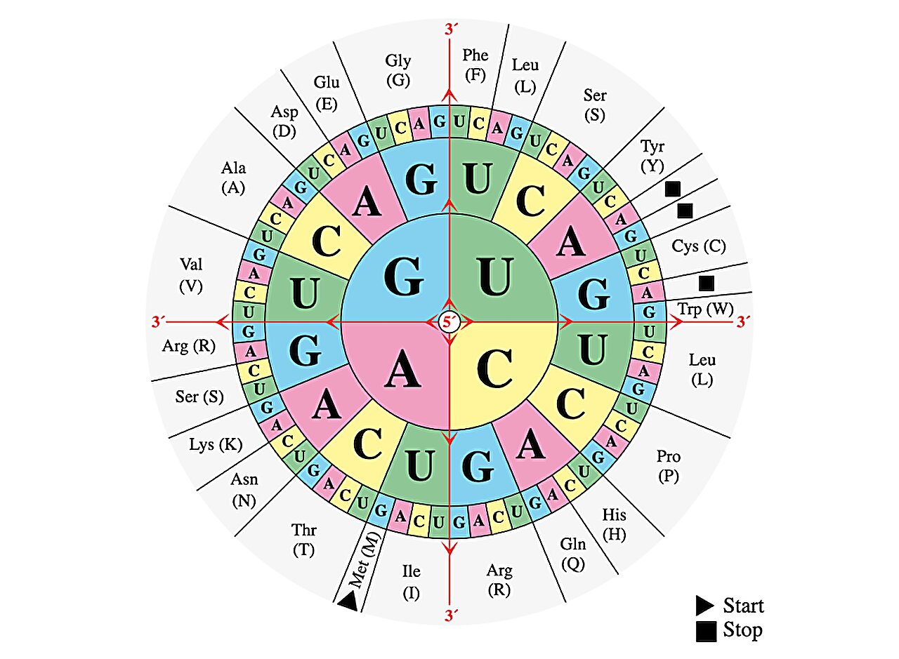 gene structure with language symbols