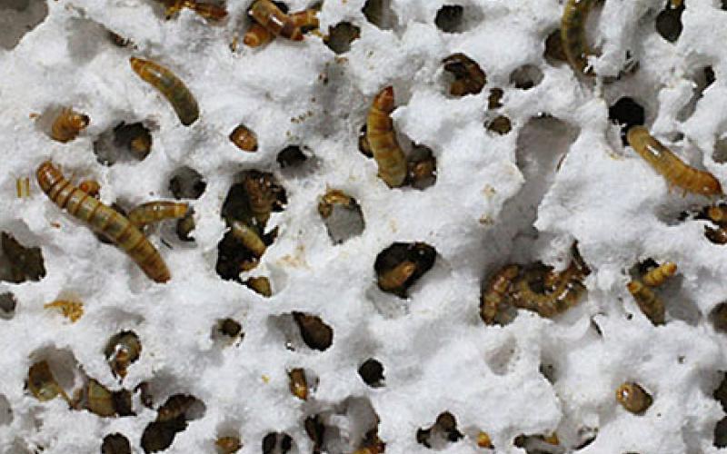 Tenebrio molitor larvae near plastic waste in natural habitat