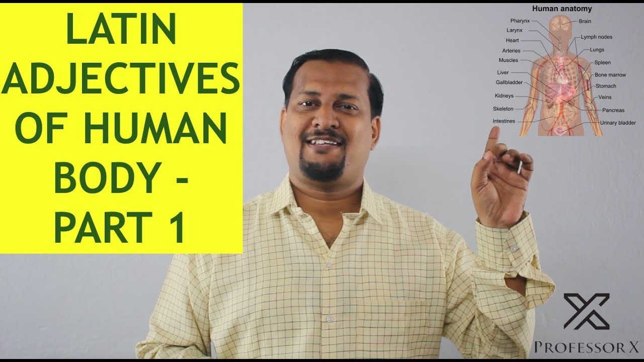 latin adjectives anatomy
