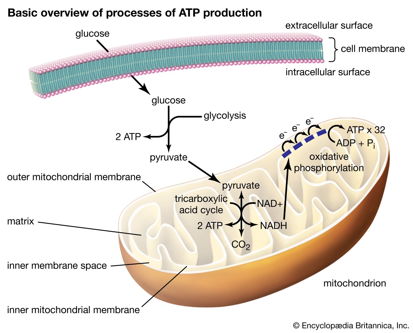 mitochondria cell energy production diagram