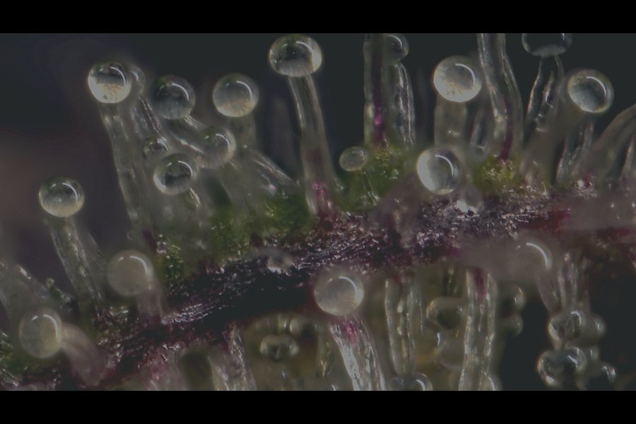 Visual representation of terpene molecules