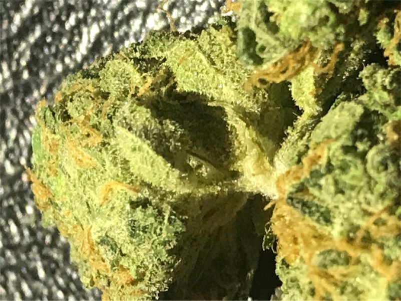 Lemon Kush cannabis buds