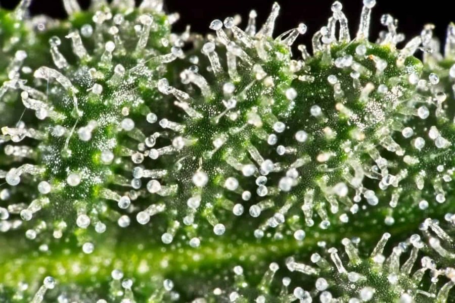 lemon-kush-terpene-profile-explained-bqc9ud0x