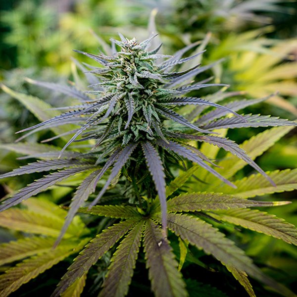 lemon-kush-vape-edible-availability-wvtd2k6n