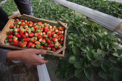 strawberry harvest field