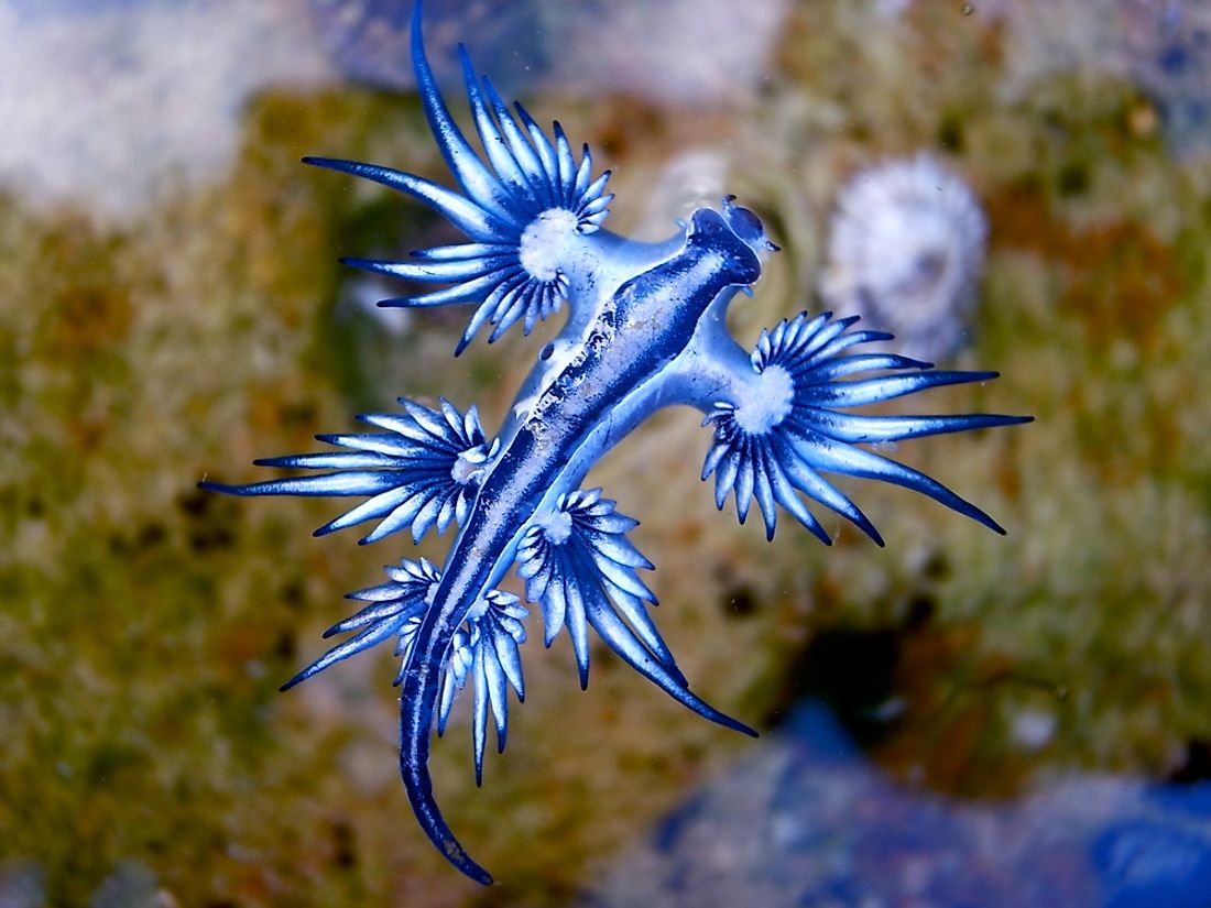 majestic sea monster nature