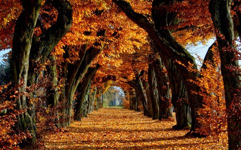 autumn tree pathway