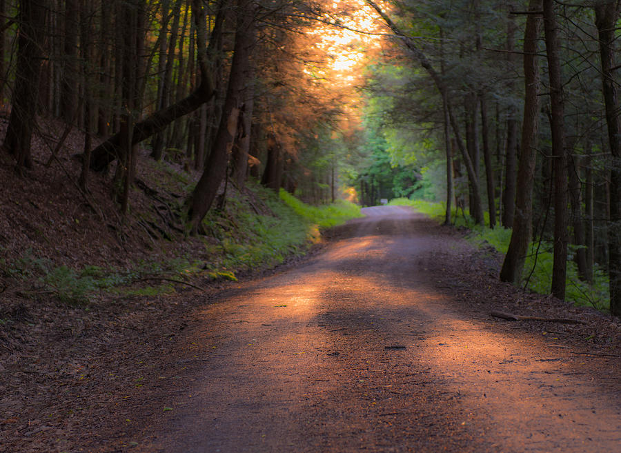 sunset path forest