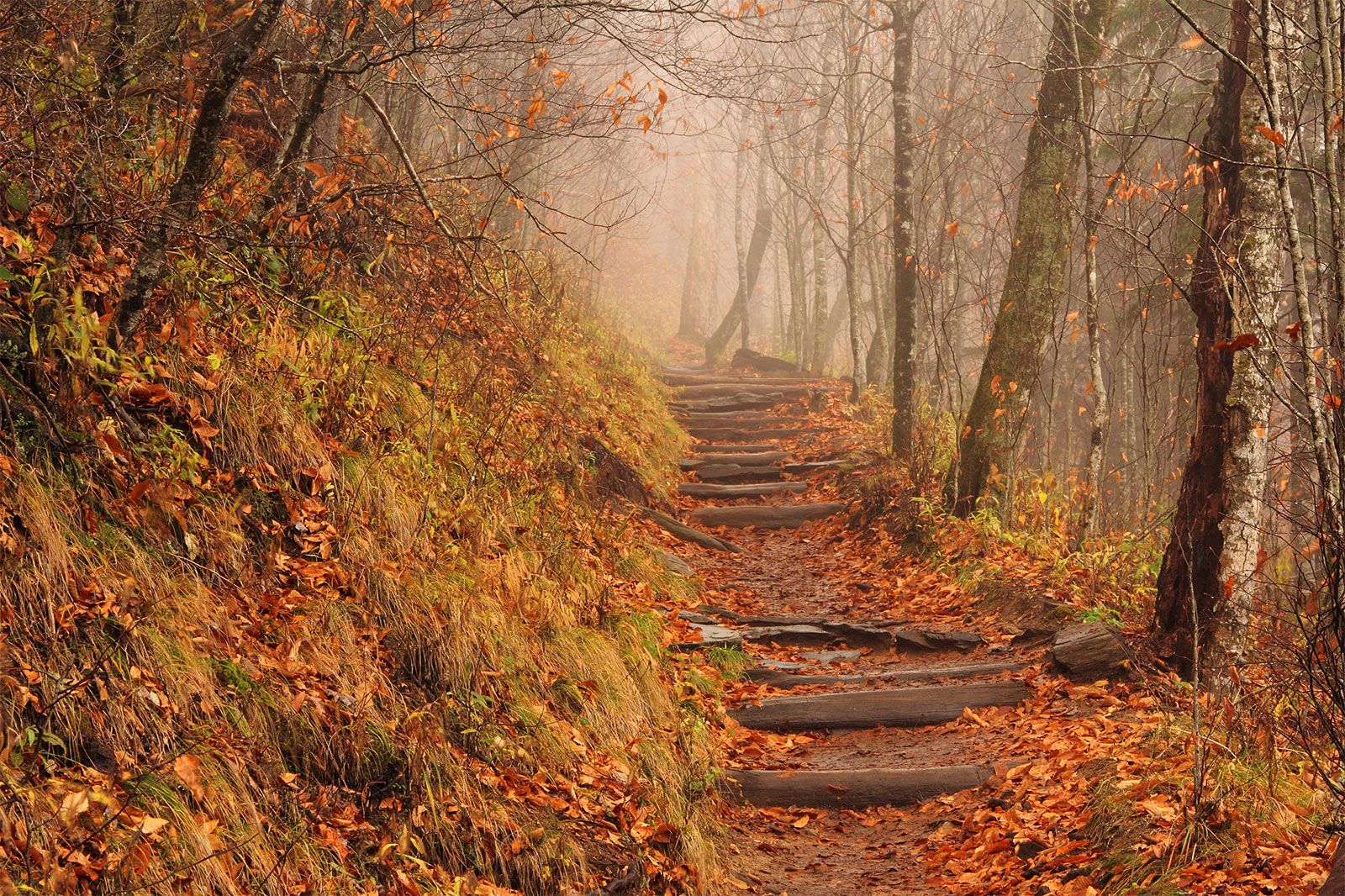 scenic pathway in nature