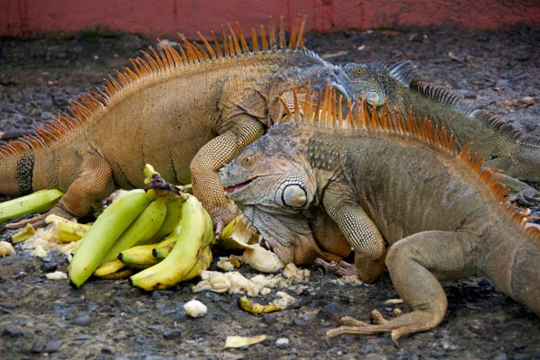 green iguana in the wild