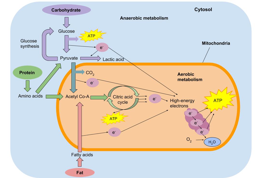 muscular workout and metabolic process