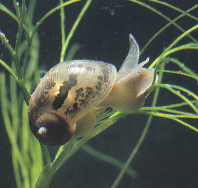 liver fluke aquatic vegetation snail