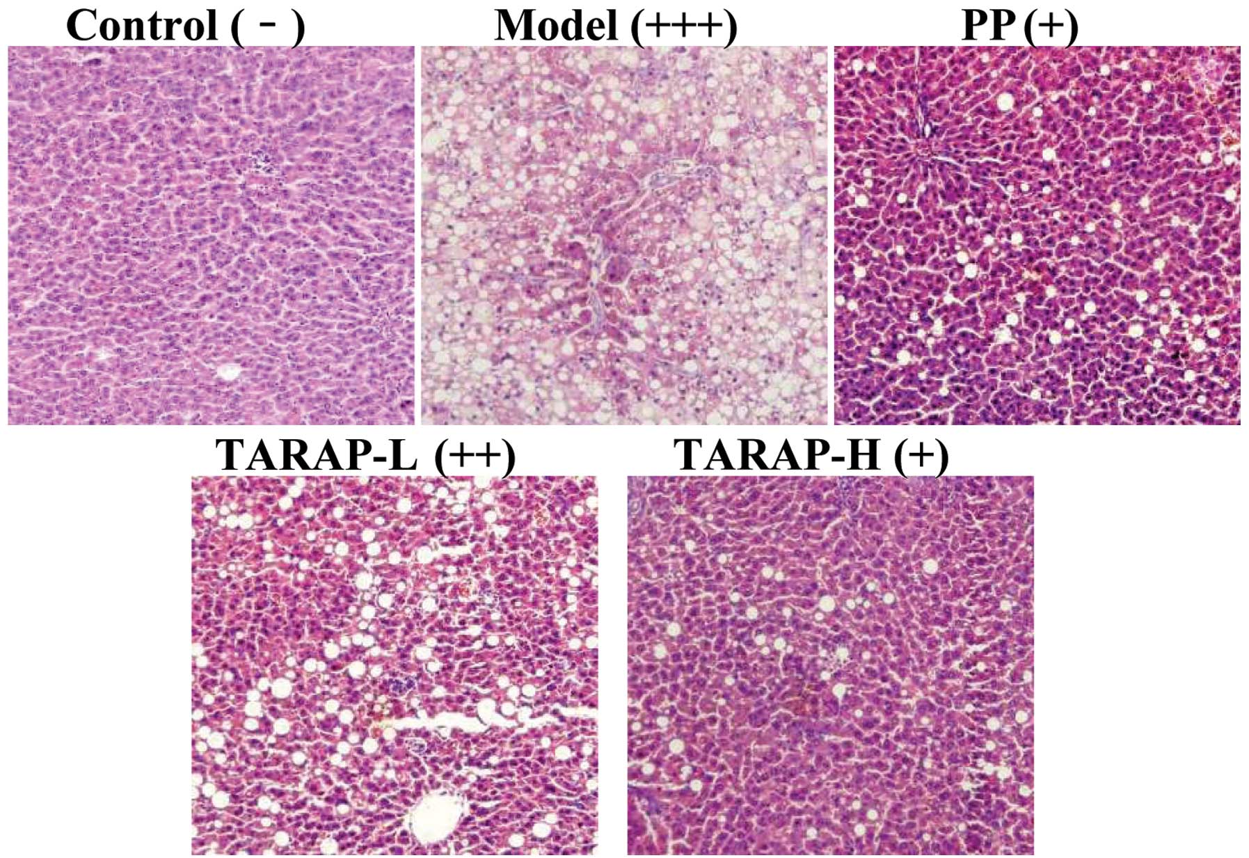 liver tissue histology rat model