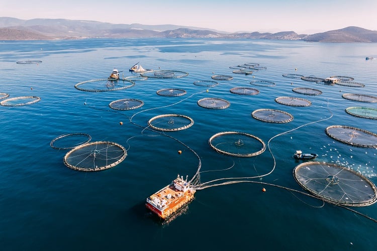 aquaculture fish farm sustainable