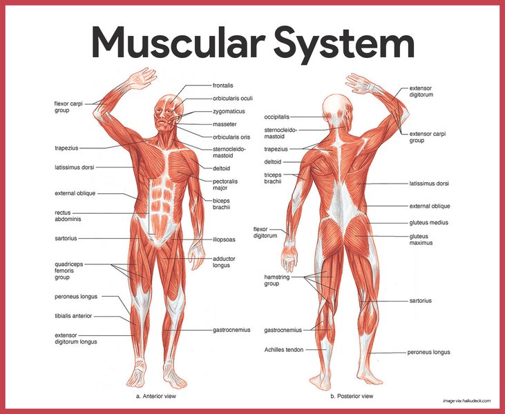 human body musculoskeletal system