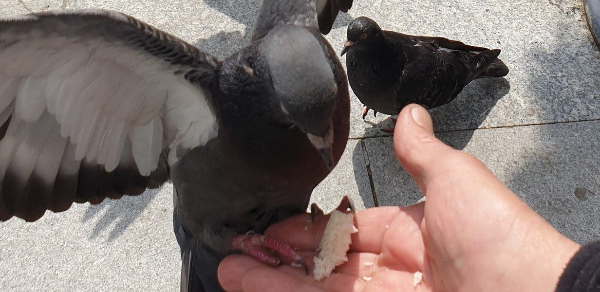 lodz-humane-pigeon-control-aaufz2jq