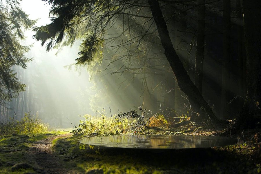 forest landscape environment