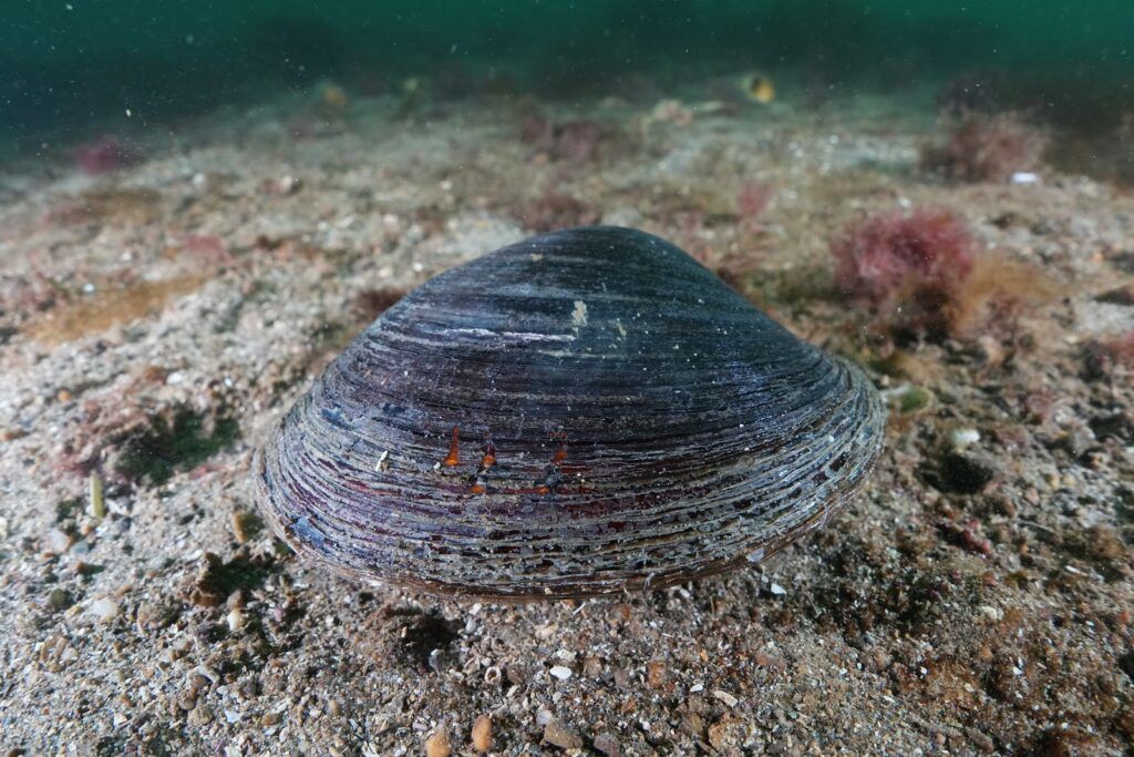 ocean quahog clam deep sea scenery
