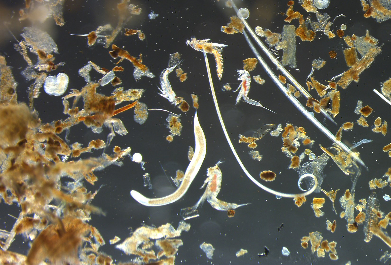 microscopic marine sediment organisms