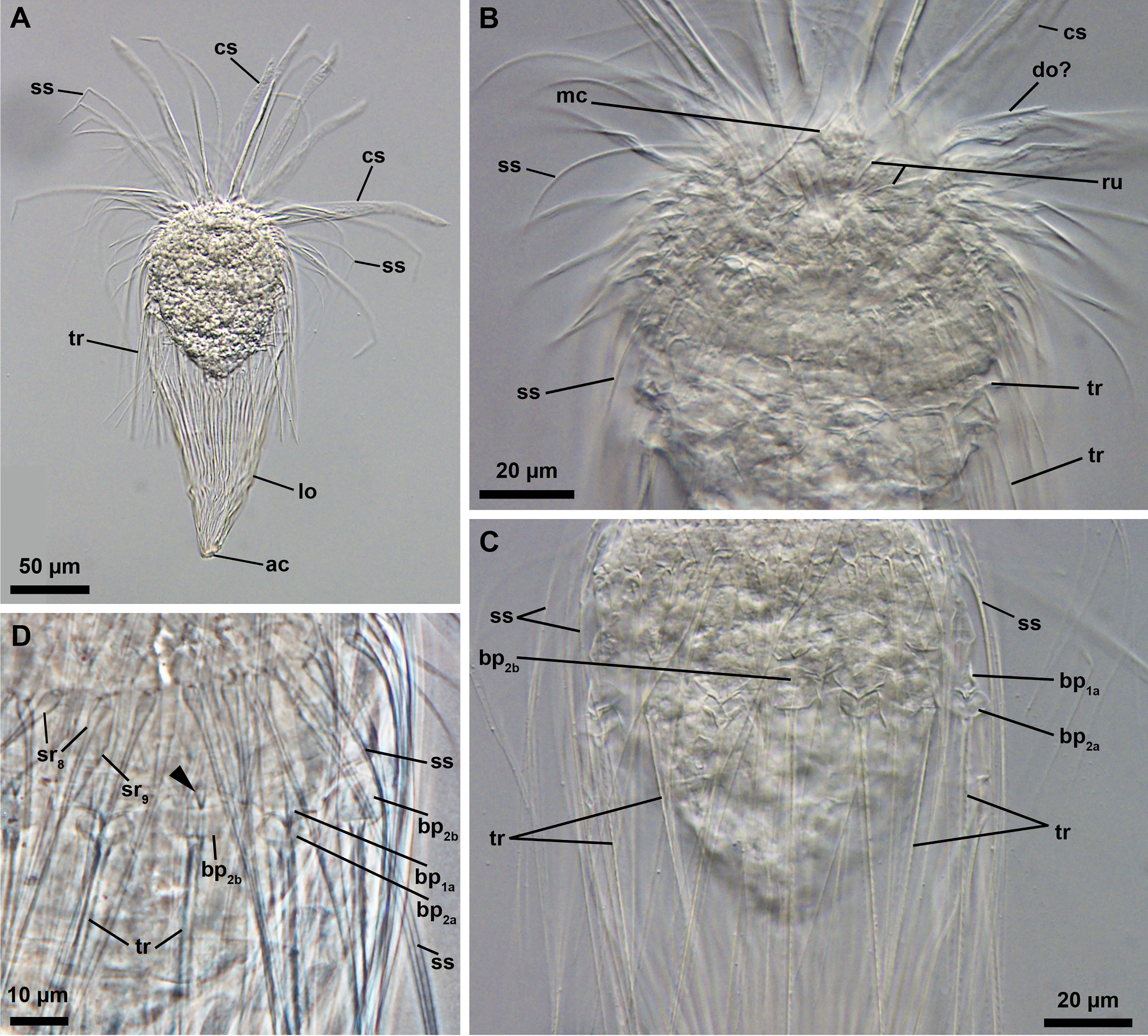 marine sediment, microscopic marine life, digital 3D model of loricifera