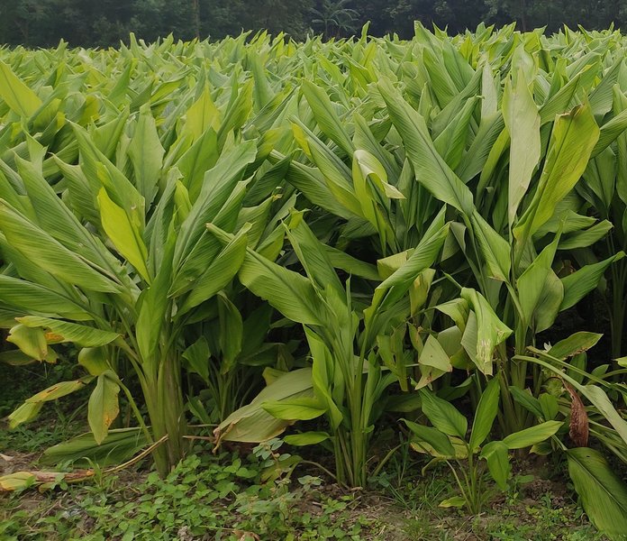 low-dose-high-efficacy-botanicals-qeu1ev3b
