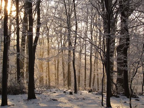 winter nature scenery