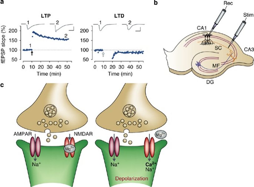 Diagram showing NMDA and AMPA receptors at the synapse