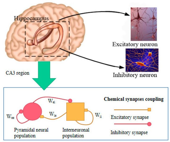 Diagram of hippocampal circuitry including CA1 and CA3 regions