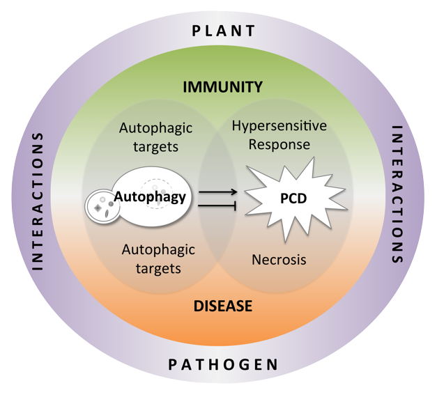 plant pathogen interaction lab