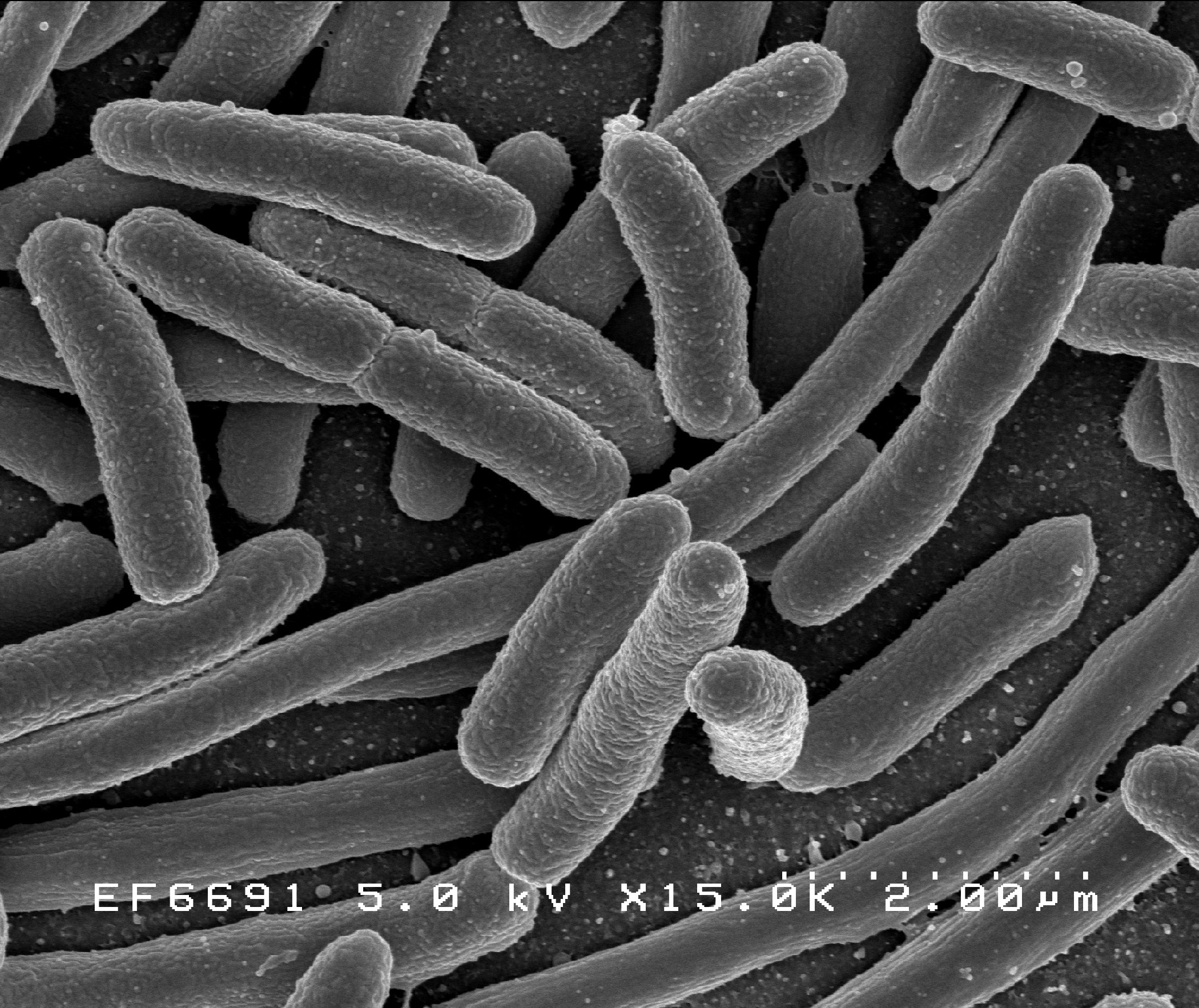 landscape microscopic bacterial structure